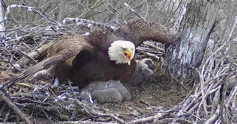 hays bald eagle